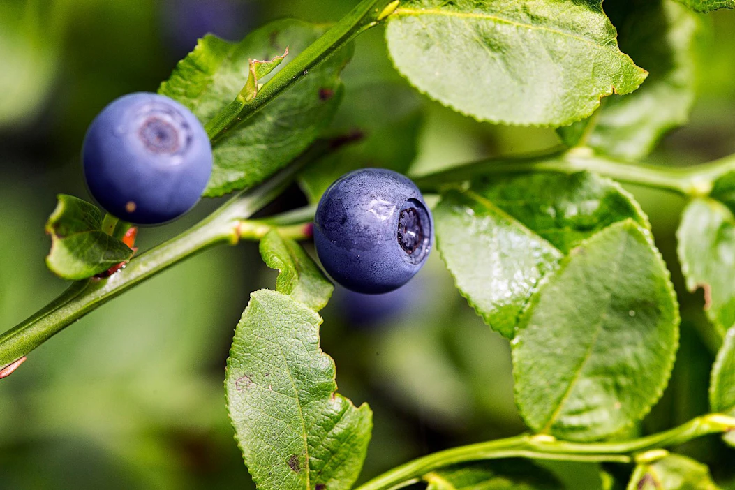 Huijari on Etelä-Saimaan mukaan myynyt marjoja ämpäreissä, joihin oli piilotettu mustikoiden alle esimerkiksi roskaa ja risuja.