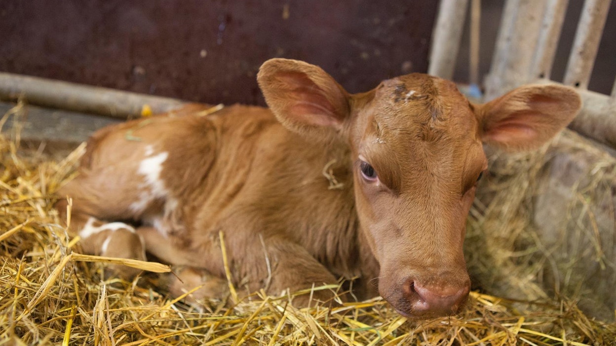 Saarijärvellä keskimääräinen tilakoko on noin 30 lehmää.