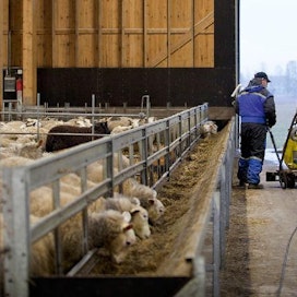 Rintalan luomutila on kasvanut vuosien mittaan ripeästi. Nykyään lampaita on toista tuhatta.