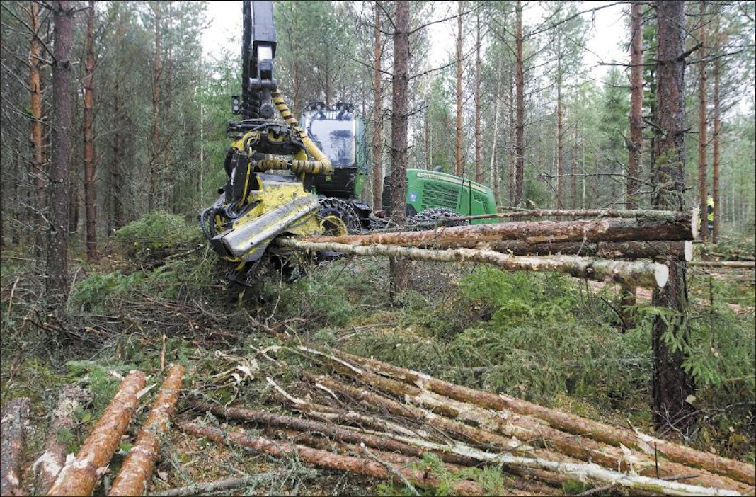 Suurin osa metsänomistajista pitäytyy perinteisessä metsän käsittelyssä jatkossakin. Jatkuvasta kasvatuksesta kiinnostuneimpia ovat pienten metsätilojen omistajat. Markku Vuorikari