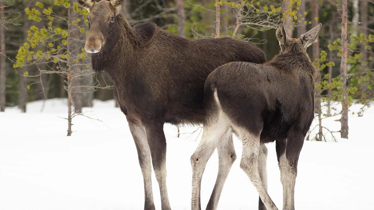 Metsästysajan aikaistamisen tavoitteena on ministeriön mukaan parantaa alueen hirvikannan hallinnan edellytyksiä. Kuvituskuva.