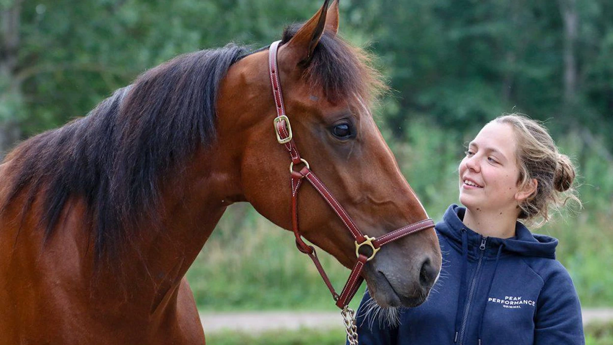 Rebecca Sjöbergin hoitama Hachiko de Veluwe on rajun karsintasuorituksensa myötä noussut Derbyn suurimmaksi suosikiksi. T76-pelissä se on peräti 66-prosenttinen suosikki. Kuva: Anu Leppänen
