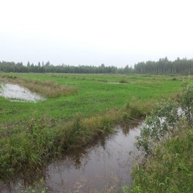 Heidi Maijala Vaalasta jakoi MT:n sivulle tämän kuvankuluneen viikon sateista. Pahinta sadepäivää seuraavana aamuna ojat olivat edelleen tulvarajalla.