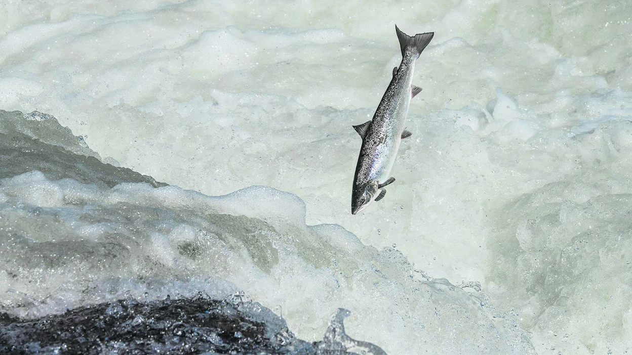 Jokiin kutemaan nousevien lohien määrä on muutamassa vuodessa laskenut hälyttävän alhaiselle tasolle. Esimerkiksi Tornionjokeen on noussut vain puolet tavoitellusta kalamäärästä kahtena edellisvuonna.