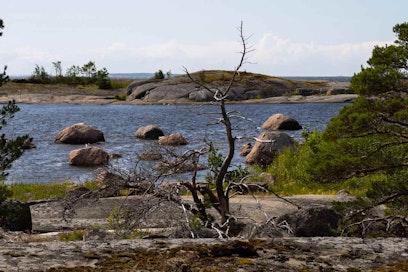 Ulko-Tammion merimaisema sekä kelopuu.