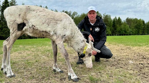 Juha Kujala, poroisäntä. Oivangin paliskunta Kuusamo.