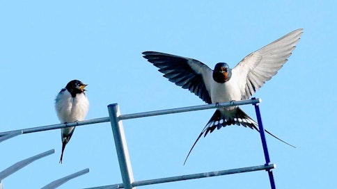 Haarapääskyt istuvat TV-antennin päällä.