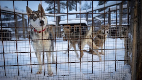 Nuoria siperianhuskeja häkissä talvella. Etummainen koira kallistaa hieman päätään.