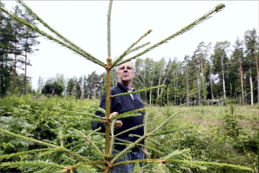 Pentti Soini yllättyi, miten nopeasti vuonna 2009 istutettu kuusikko lähti kasvuun. Jaana Kankaanpää
