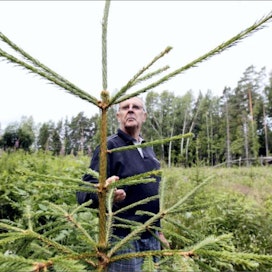 Pentti Soini yllättyi, miten nopeasti vuonna 2009 istutettu kuusikko lähti kasvuun. Jaana Kankaanpää