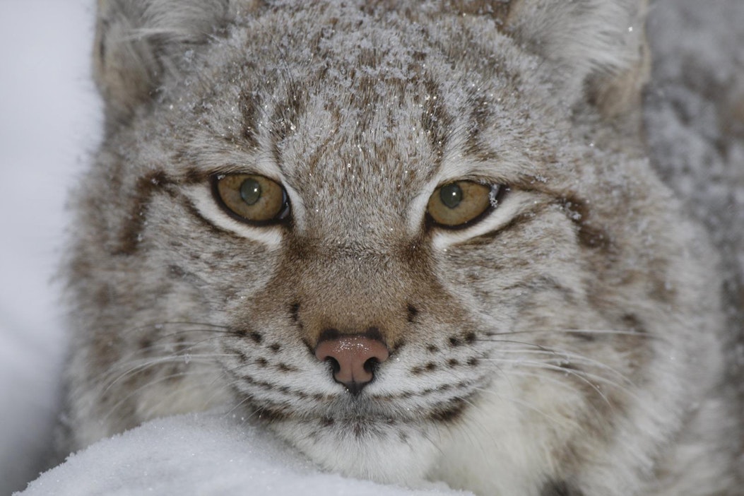 Ilveskanta on pysynyt vakaana, tiedottaa Luke.