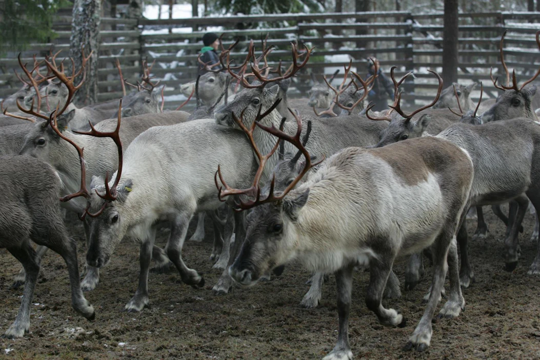 Porot pudottavat sarvensa keväisin. Sarvesta maksetaan tuottajalle noin 14–15 euroa kilo.