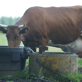 Lypsylehmien määrä väheni viime vuonna ja lehmiä oli joulukuun alussa reilut 275 000. Keskituotos nousi 8 400 litraan.