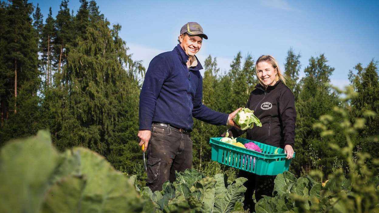 Jarno Mauno ja Kikko Askola-Mauno viljelevät tilallaan vihanneksia.