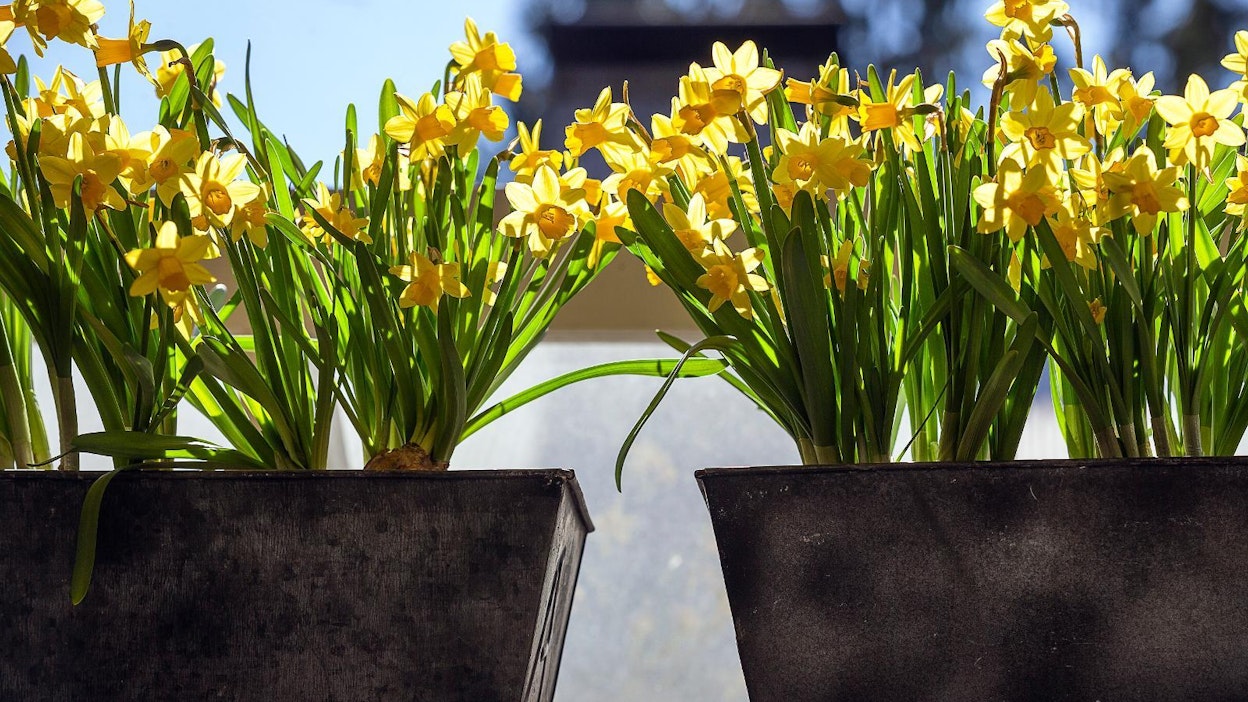 Vuosittainen tetenarsissitempaus tuo iloa harmaaseen kevääseen ja enteilee pääsiäissesonkia.
