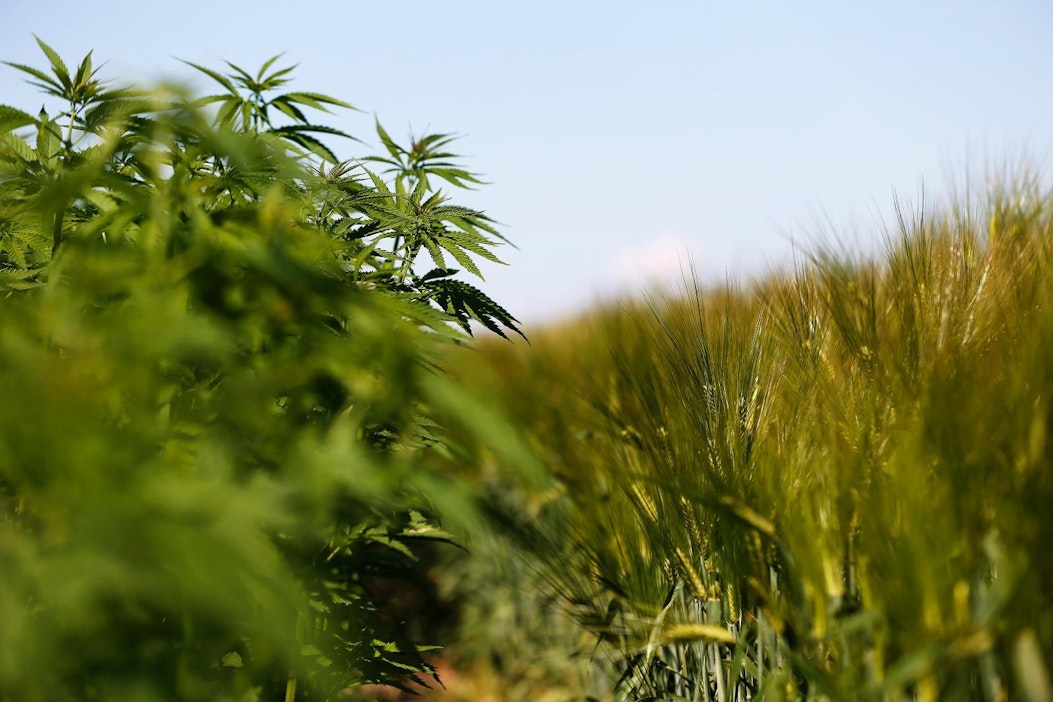 Hamppu kuohkeuttaa maata ja on hyvä välikasvi perunalle.