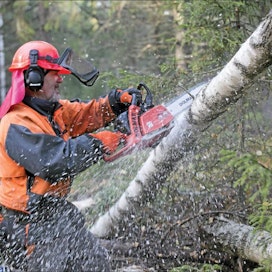 Metsänomistaja Pekka Kauppinen aikoo korjata runsaat sata kuutiometriä koivua hankintasavotalta tänä syksynä. Sami Karppinen