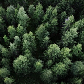 On sääli kaataa yhtään puuta turhaksi paperiksi, Suomen luonnonsuojeluliiton puheenjohtaja Harri Hölttä sanoo tiedotteessa. LEHTIKUVA / Timo Jaakonaho
