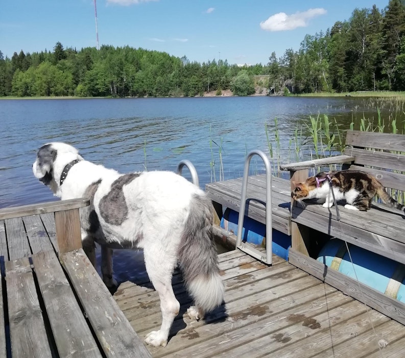 Eläimet ovat tärkeitä ihmisen hyvinvoinnille.