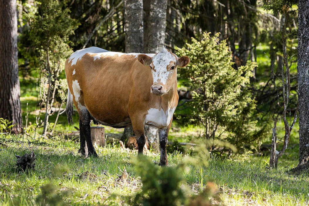 Suomenkarjaa on kolme rotua: länsisuomenkarja, pohjoissuomenkarja eli lapinlehmä sekä kuvan itäsuomenkarja eli kyyttö.