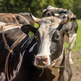 Kurimon tilan perheen tyttärellä todettiin maitoproteiiniallergia altistuksen perusteella. Tavoitteena on, että tilan karja lypsäisi tulevaisuudessa vain A2-maitoa.