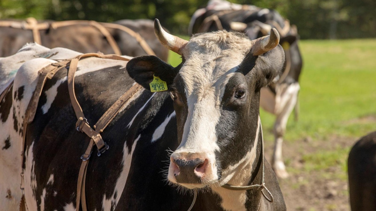 Kurimon tilan perheen tyttärellä todettiin maitoproteiiniallergia altistuksen perusteella. Tavoitteena on, että tilan karja lypsäisi tulevaisuudessa vain A2-maitoa.