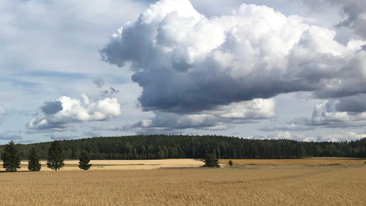 Hongiston kartanon metsät, pellot ja osa talousrakennuksista myytiin pakkohuutokaupalla huhtikuun lopussa. MTK:n säätiö toteutti kaupan yhdessä Kyösti Pietolan kanssa. Kuvituskuvaa salolaiselta pellolta.
