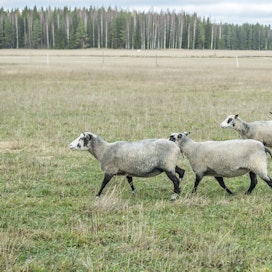 Moni lampuri pelkää nyt laiduntajien puolesta. 