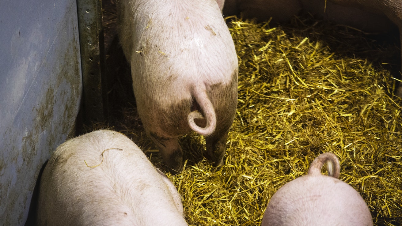 Suomessa saparoita ei leikata, kun taas Tanskassa ne saa katkaista puolivälistä. Tanskassa sikoja kasvatetaan tiheämmin kuin Suomessa, ja karsinoissa käytetään lähinnä täysritilää. Suomessa sioilla on aina kiinteä makuualue. Kuvituskuva. 