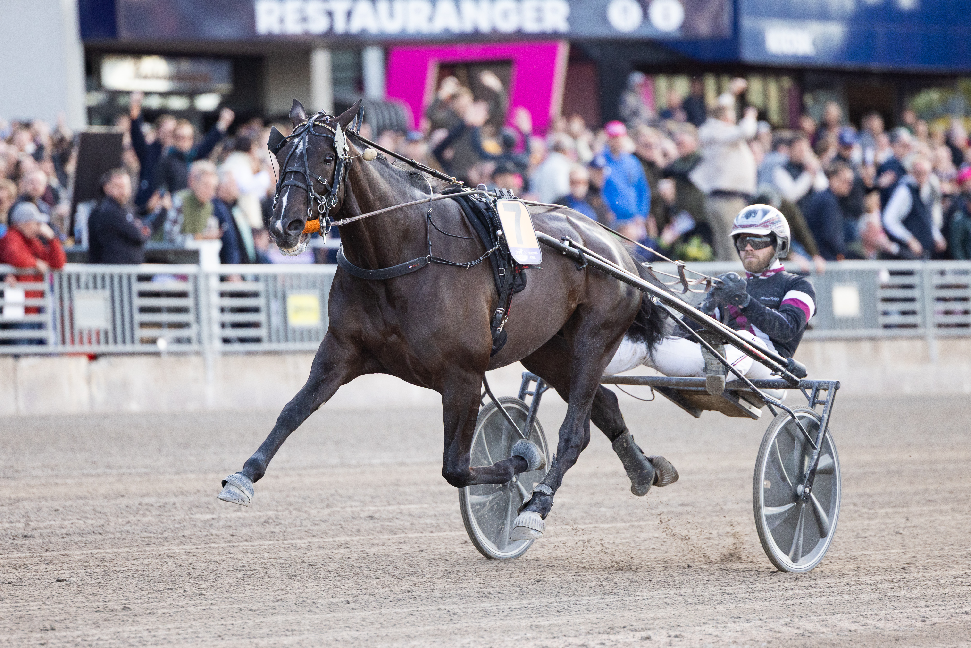 Savastano juhli toukokuussa Solvallan Elitloppet-lauantaina. 