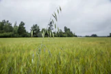 Suomessa on voimassa laki hukkakauran torjunnasta.