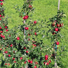 Ålands Hushållningssällskapet -neuvontajärjestön koetarhalla Ahvenanmaalla kasvaa noin 35 erilaista omenalajiketta. 