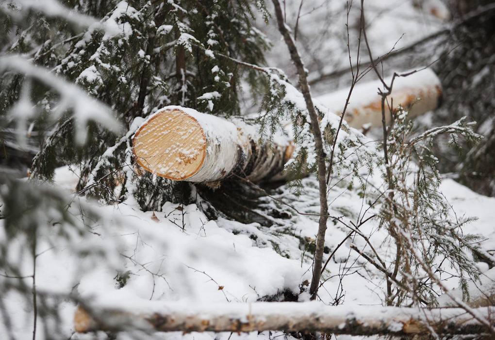 Nyt ovat metsätyöt jääneet vähemmälle, kirjoittaa Aarteen lukija. ”Joskus käyn vielä vanhempaa Stihliä ulkoiluttamassa lähimetsässä.” Kuva on kuvituskuva.