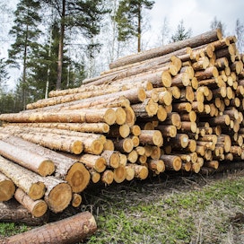 Arvokasta tukkipuuta tuskin päätyy missään oloissa suoraan metsästä hakkeeksi ja lämpökattilaan. Kuitupuukokoisesta ainespuusta voi kuitenkin olla jatkossa enemmän kilpailua metsäteollisuuden ja energia-alan toimijoiden välillä. 