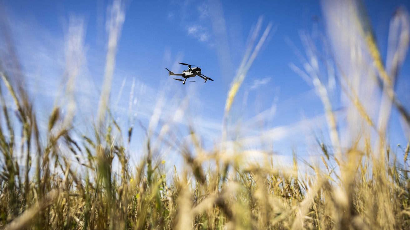 Vilja-asiantuntija Max Schulman neuvoo viljelijöitä pitämään drooneja silmällä. Kuvituskuva: Kuva ei liity tapaukseen.