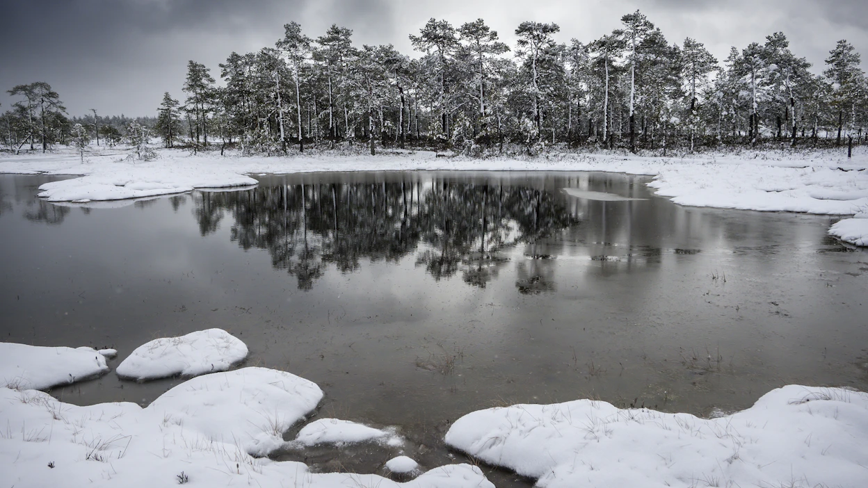Metsäalan yhtenäisestä ammattisanastosta on hyötyä metsäalan viestinnässä ja myös alan tietojärjestelmien kehittämistyössä.