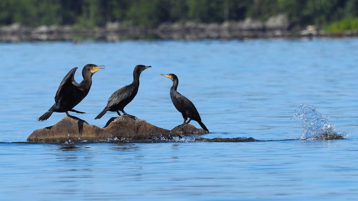 Pesivien merimetsojen kanta on kasvanut 2000-luvulla lähes nollasta noin 25 000 pariskuntaan. Merimetsoista aiheutuu kalastajille haittaa niiden syödessä kaloja verkoista ja karkottamalla kaloja saalistusalueeltaan. Arkistokuva.