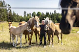 Kaisa Kiviniitty on ehtinyt oppia paljon 20 hevoskasvatusvuoden aikana. ”Joku on hyvä, joku huonompi, jostain ei ole eläjäksi ollenkaan”, hän summaa. 