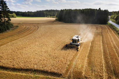 Laukaassa Keski-Suomessa puinteja tehdään tänä vuonna tavanomaista aiemmin. Syynä tähän on lämmin mutta myös sopivan sateinen kesäsää, joka on nopeuttanut viljojen valmistumista.