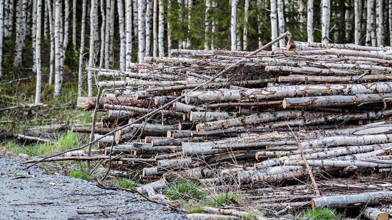 Energiapuun kysynnän kehitys vaikuttaa edelleen myös kuitupuun markkinahintoihin.
