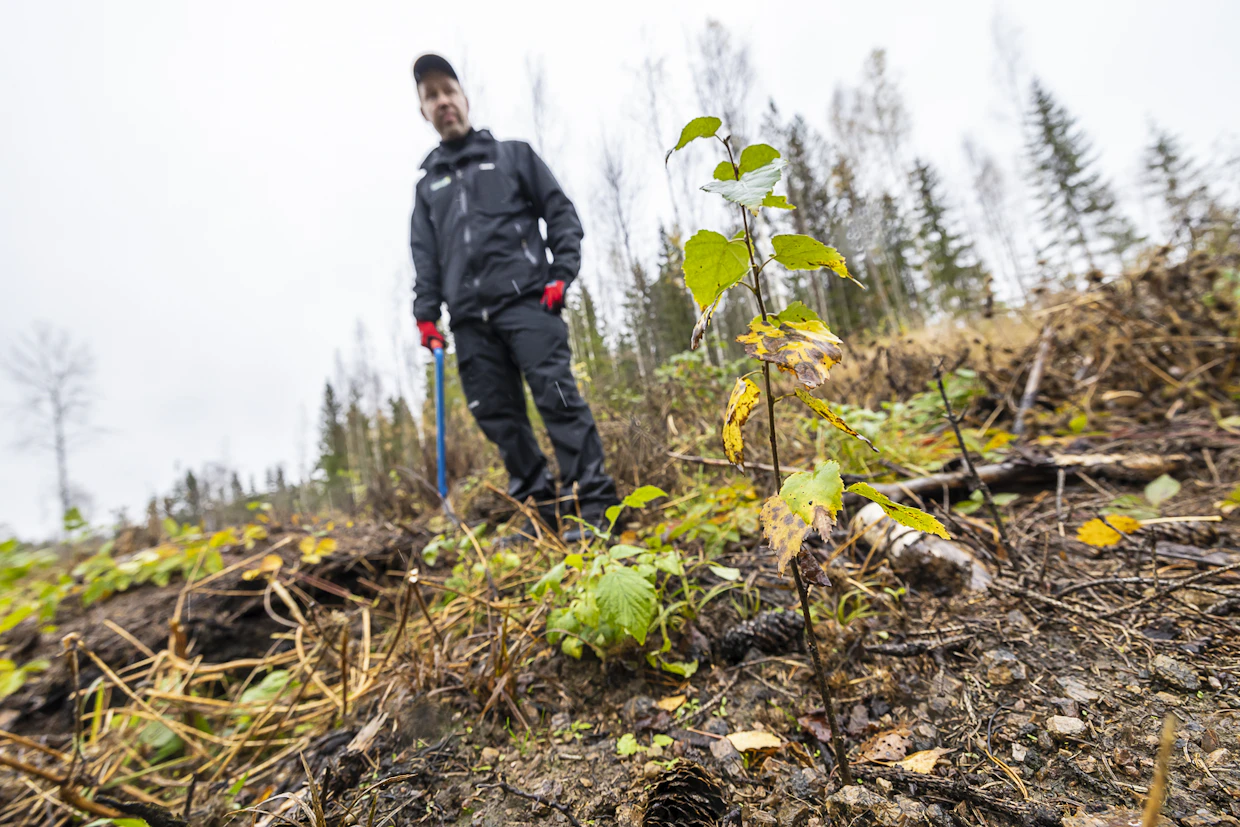 Tehokas uudistaminen ja jalostettu taimimateriaali ylläpitävät metsien hiilensidontaa.