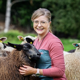 Eläinlääkäriopinnoissa Pinja Nihtilä löysi intohimonsa lampaisiin. Nyt hän saa työskennellä niiden kanssa.