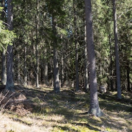 Luken tutkimusprofessori Antti Asikaisen mukaan metsien hiilinielut laskettiin varovaisesti viime kerralla.
