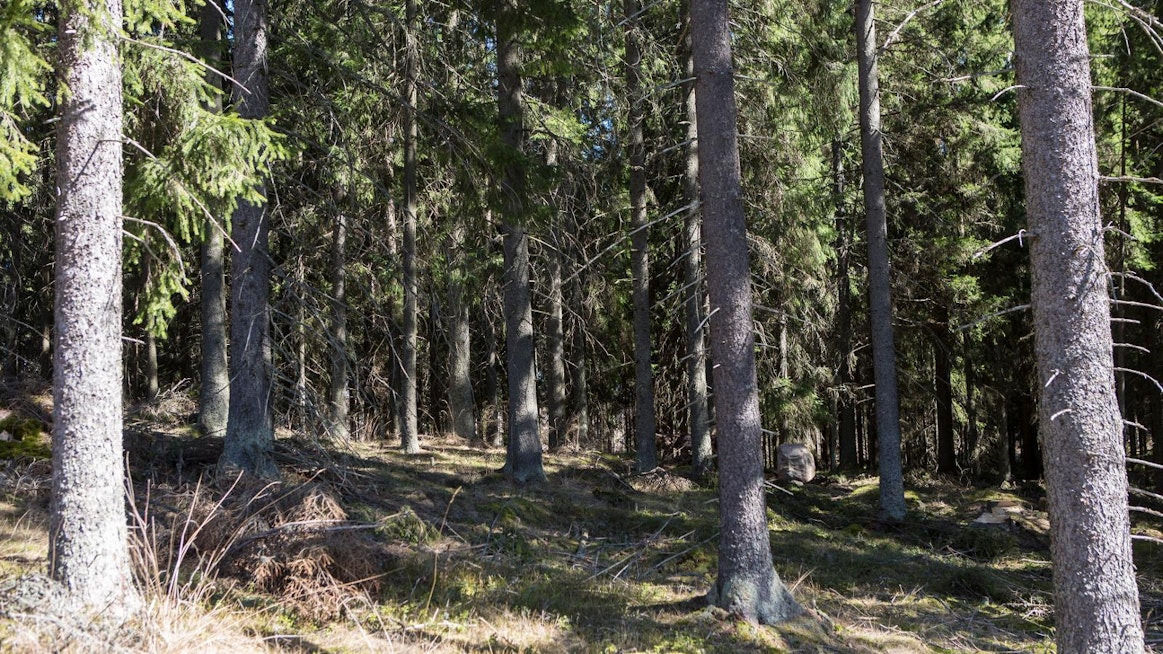 Luken tutkimusprofessori Antti Asikaisen mukaan metsien hiilinielut laskettiin varovaisesti viime kerralla.