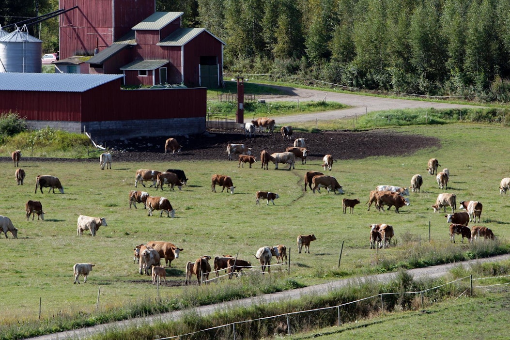 Ministeriön teettämä selvitys on osa hallituksen normienpurkua.
