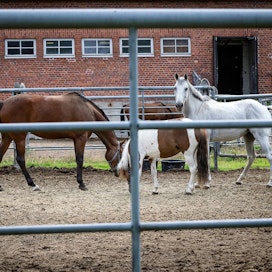 Hevosopisto lupaa, että lomautuksista huolimatta hevosten hoito ja hyvinvointi varmistetaan.