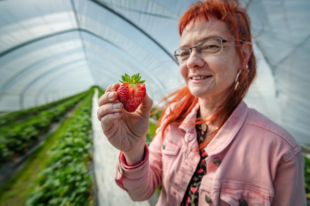 Pauliina Palonen maistaa Malling Centenary -mansikkaa Annin marjatarhalla.