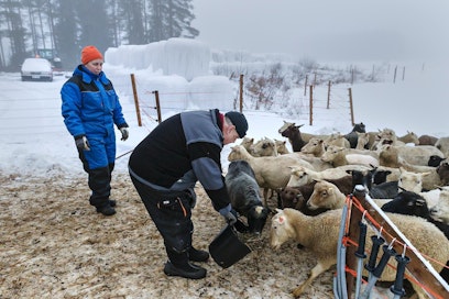 Tilalla kuntoudutaan, muttei terapoida.  ”Asiakkaan ei tarvitse puhua omista asioistaan yhtään mitään, ellei halua.  Jos haluaa, niin toki kuuntelemme”, kertoo Satu Kumpulainen. Lampaita ruokkimassa Eero Airas.