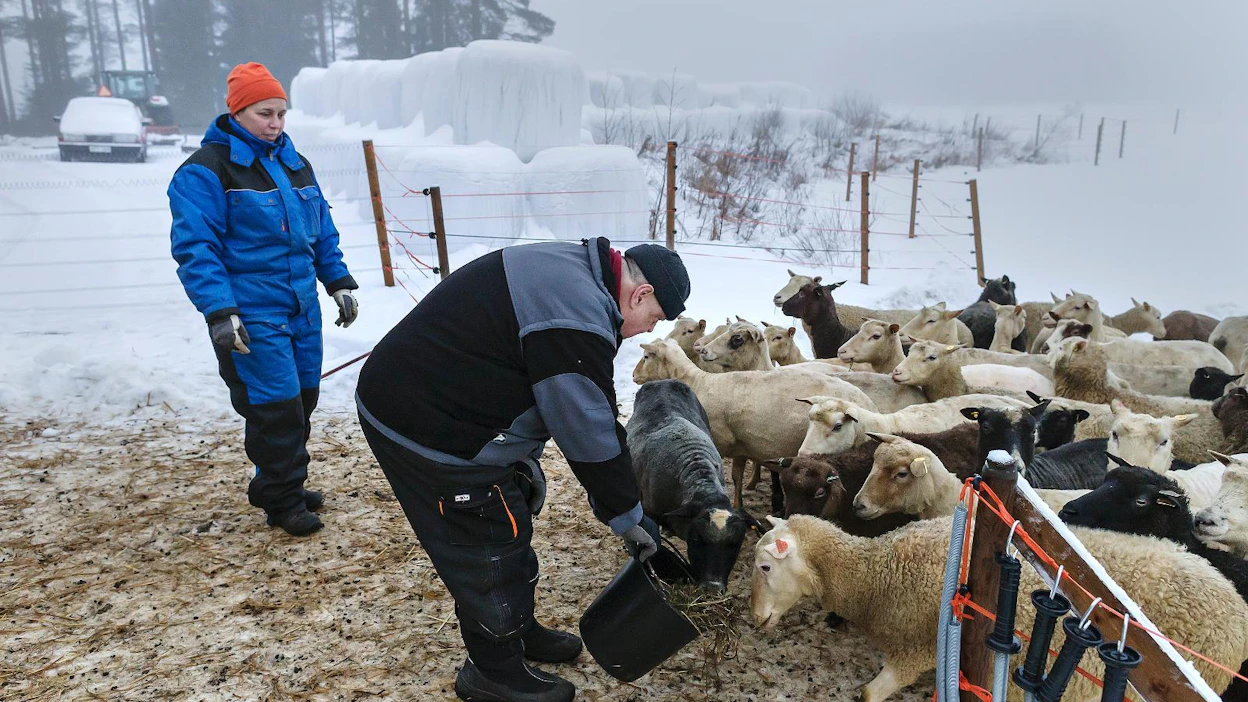 Tilalla kuntoudutaan, muttei terapoida. ”Asiakkaan ei tarvitse puhua omista asioistaan yhtään mitään, ellei halua. Jos haluaa, niin toki kuuntelemme”, kertoo Satu Kumpulainen. Lampaita ruokkimassa Eero Airas.