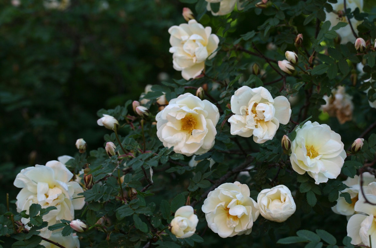 Ruusuista voi käyttää ravinnoksi nuoria versoja, lehtiä ja kukan terälehtiä. Kuvassa juhannusruusu.